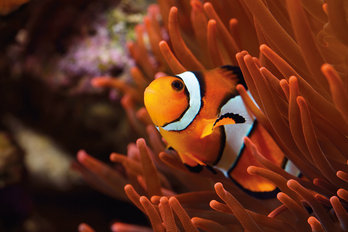 High definition image of a clown fish in an anenomy