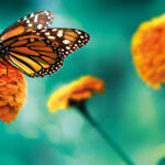 High definition image of an orange butterfly landing on an orange flower against a bright green backdrop